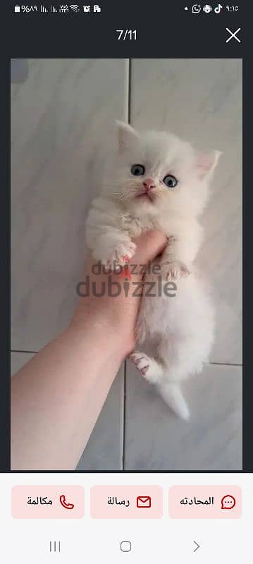 للبيع قطة  جميع التطعيمات 0