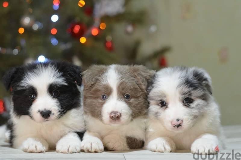 imported border collie puppies from best kennels in Europe 0