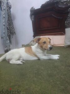 كلب جاك راسل عمر 9شهور 8,000 ج.م