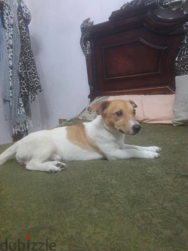 كلب جاك راسل عمر 9شهور 0