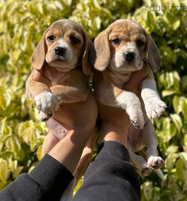 beagle puppy بيجل 0
