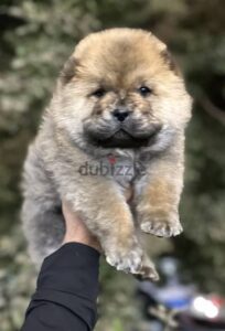 17,000,000 ج.م توين هاوس في موقع متميز – سوديك إيست، هليوبوليس الجديدة