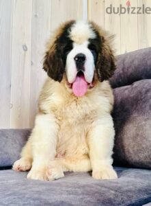 شقة لقطة للبيع 227م نص تشطيب في المعراج العلوي المعادي- الحق احجز شقتك بسرعة بسعر مش هيتكرر !! 5,675,000 ج.م