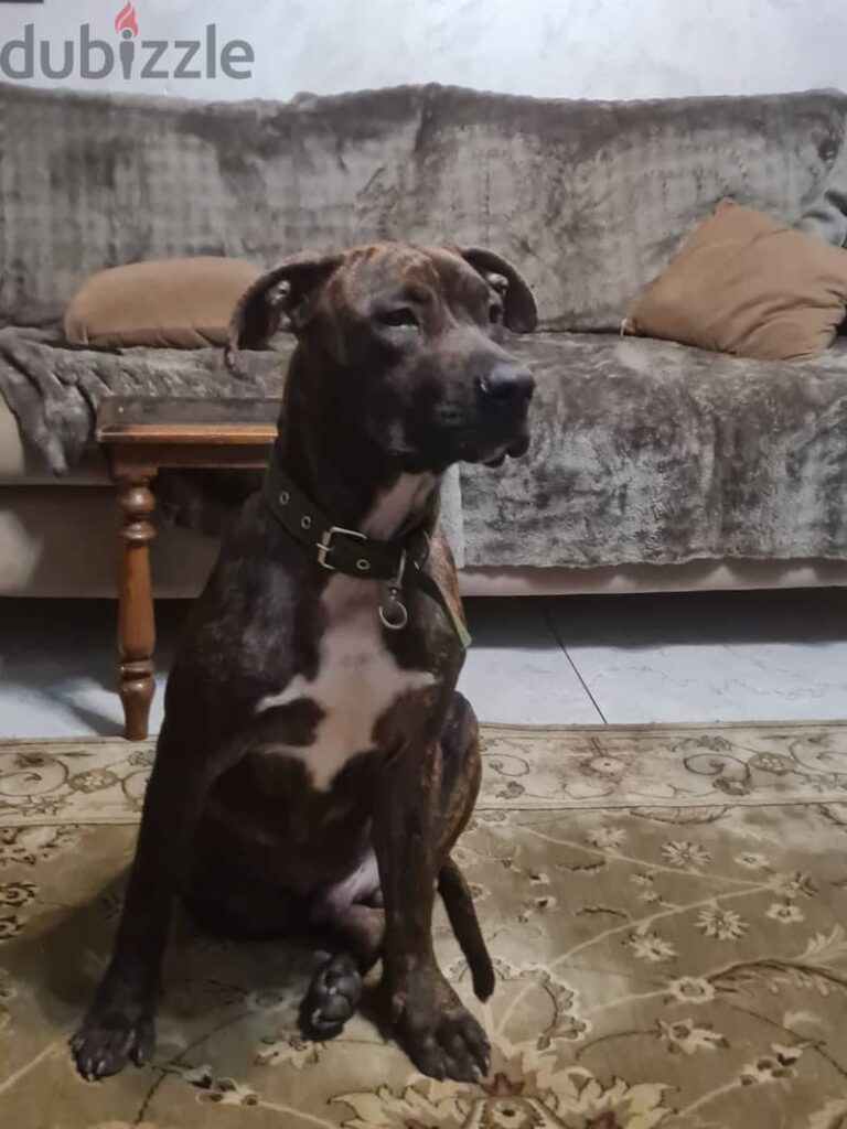 Male brindle pitbull for sale - للبيع كلب بيتبول 6 شهور لدواعي السفر 0