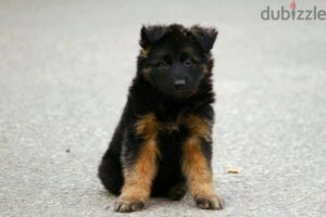 German shepherd puppies male female German جراوي جيرمن شيبرد ذكر انثي 2,500 ج.م