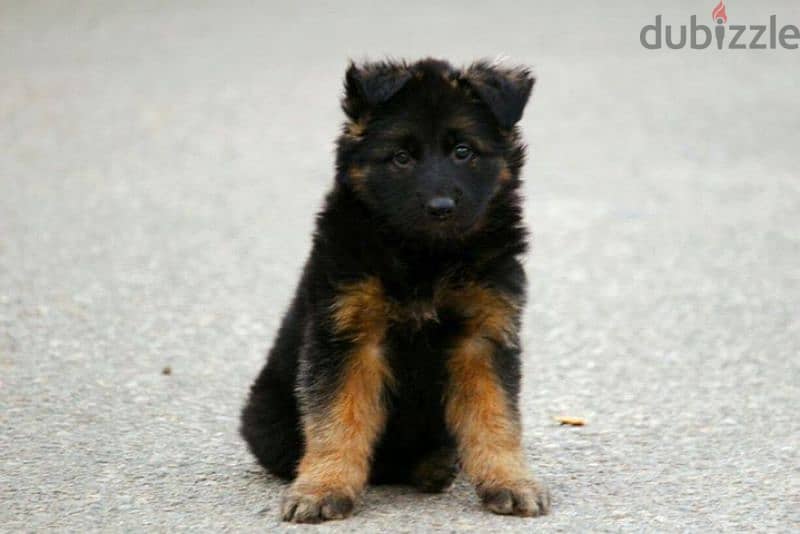 German shepherd puppies male female German جراوي جيرمن شيبرد ذكر انثي 0