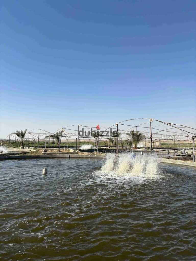 مزرعة سمكية للبيع في الفيوم 4200 م جاهزة للانتاج 0