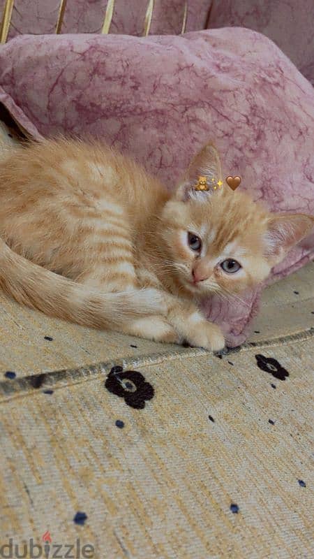 قطه للبيع لتواصل 01144661006 0