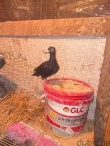 الحمام 400 ج.م