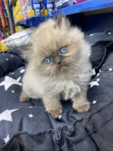 قطط بنات شيرازي 2,500 ج.م