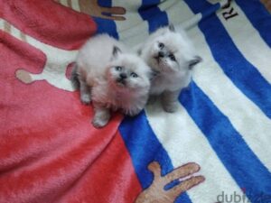 بيع قطط 600 ج.م