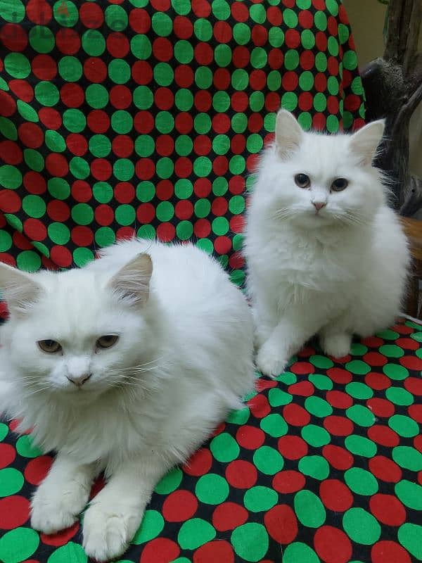 القاهرة المعادى 0