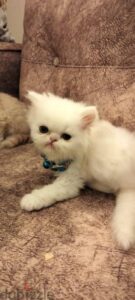1,250 ج.م قطة بنت بيرشن بيكين فيس بيضاء عمرها ٤٠ يوم. ليست للتبني . للبيع فقط