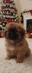 3,000 ج.م بنت بكنواه اهالى مستورده ٥٠يوم