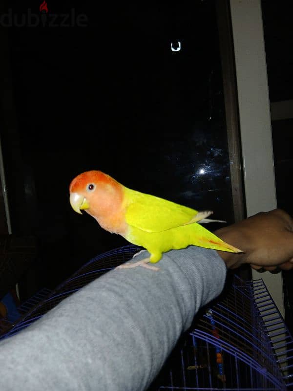 عصفور شب روز لاتيني 0