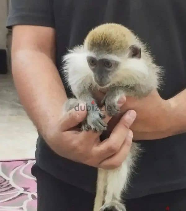 اجمل واصغر ولد وبنت نسناس عبلنجي تفريخ مصري عمر 3 شهوور هاديين جدا 0